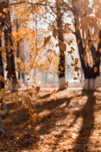 arboles de otoño